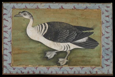 Un canard à bosse, peinture, fin du 18e siècle